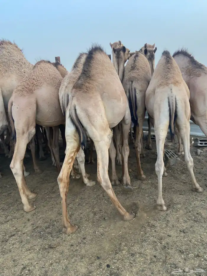 قعدان كفو للبيع تصلح زواجات ومبادي بسعر مناسب 3