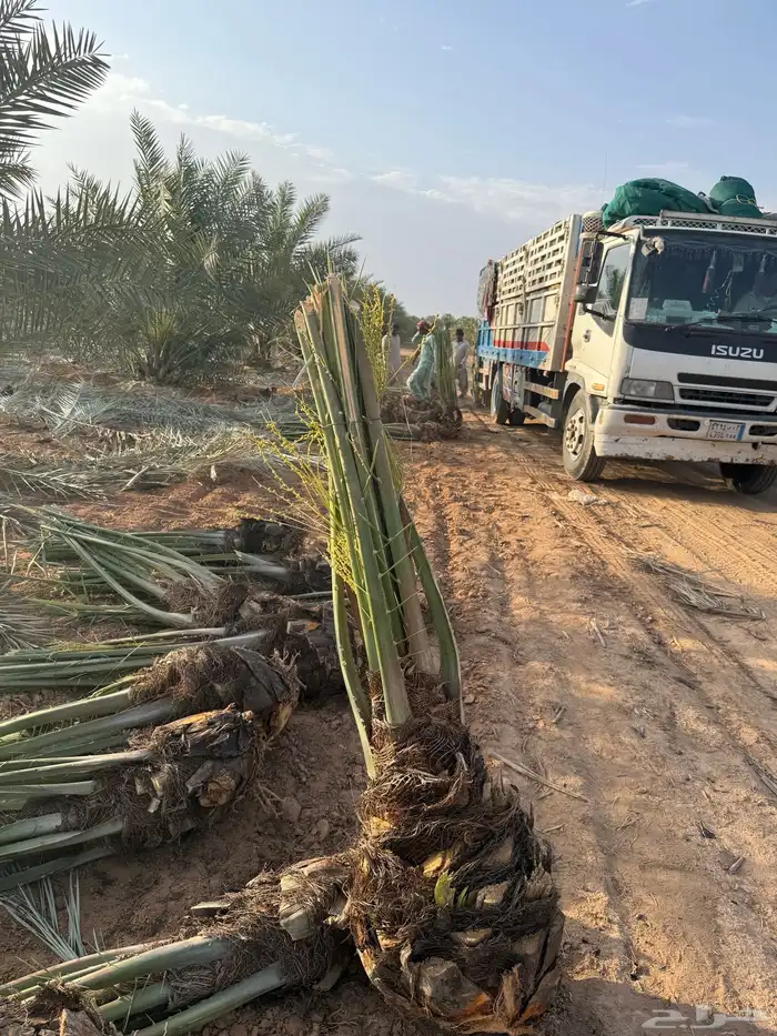 نخل مثمر للبيع مع التوصيل والغرس بالموقع 3