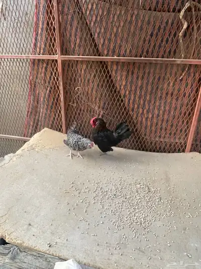 دجاج قزم ودجاج سبراتي نحاسي 6