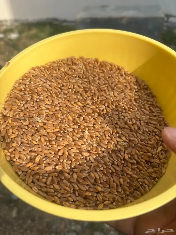 حنطة بلدي للبيع 0