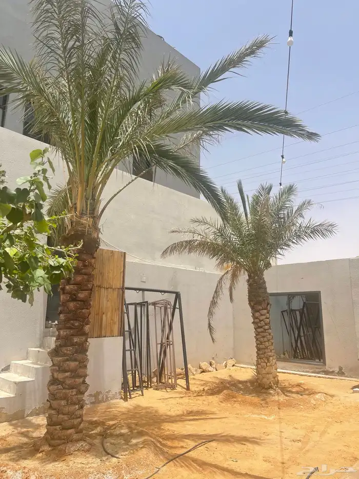 نخل للبيع 0
