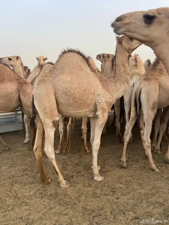 قعدان كفو للبيع تصلح زواجات ومبادي بسعر مناسب 1
