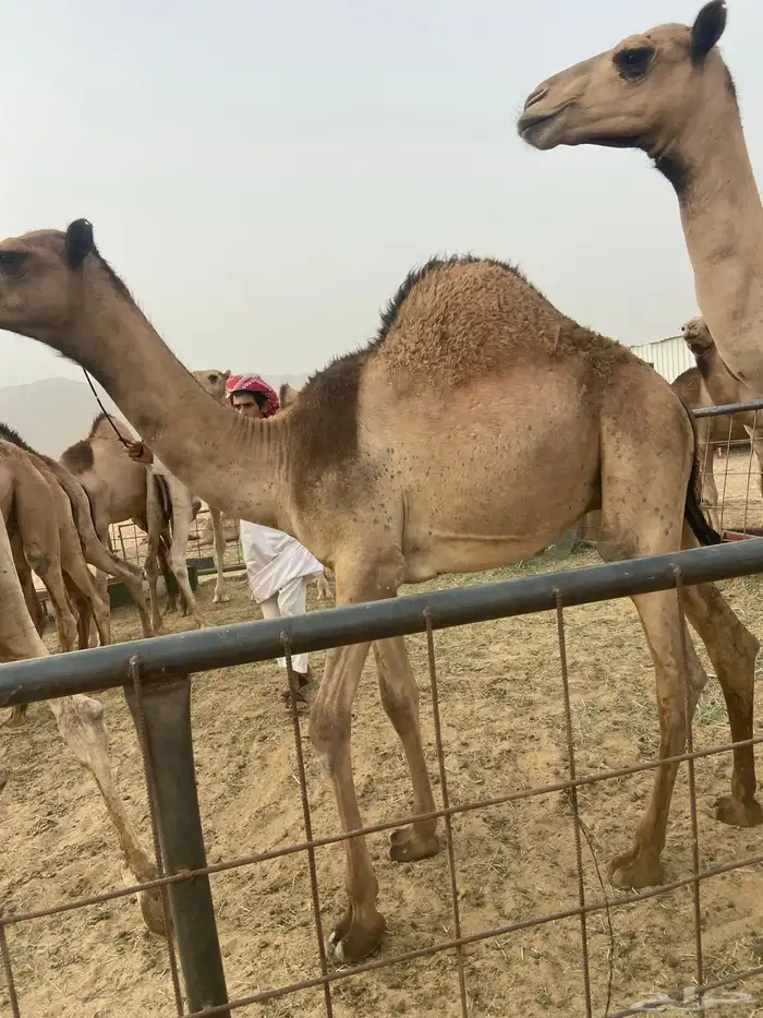 قعدان كفو للبيع تصلح زواجات ومبادي بسعر مناسب 22