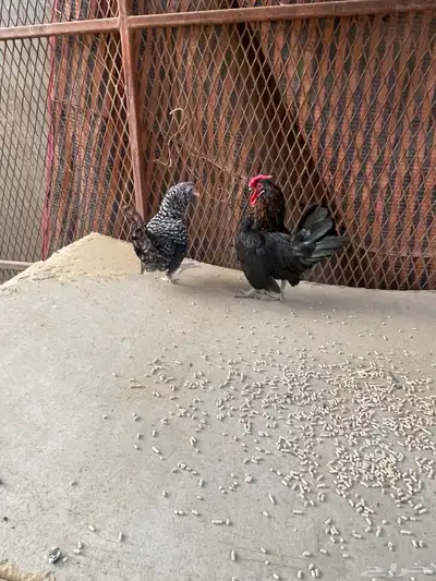 دجاج قزم ودجاج سبراتي نحاسي 5