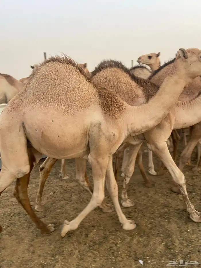 قعدان كفو للبيع تصلح زواجات ومبادي بسعر مناسب 14