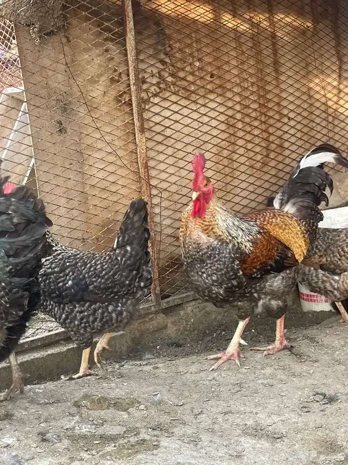 يوجد بيض فرنسي وتركي بيور و صيصان 15