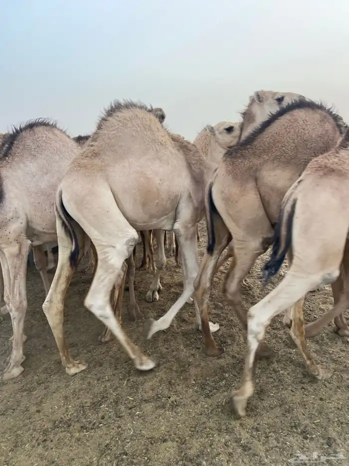 قعدان كفو للبيع تصلح زواجات ومبادي بسعر مناسب 13