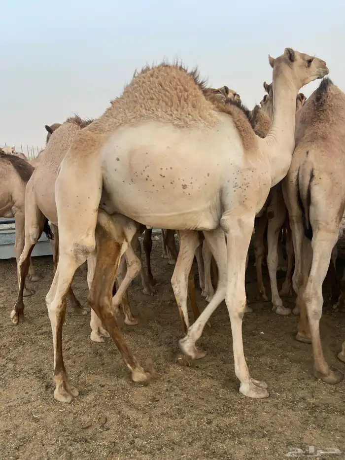 قعدان كفو للبيع تصلح زواجات ومبادي بسعر مناسب 7