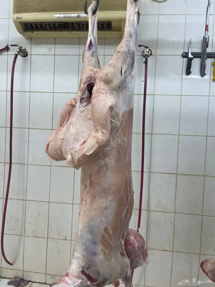 ذبائح سواكن مرابي لباب بيتك 2