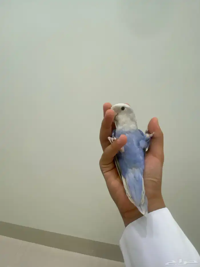 روز ذكر شرط عله اذمه نص ولافه مافي عض تم البيع 0