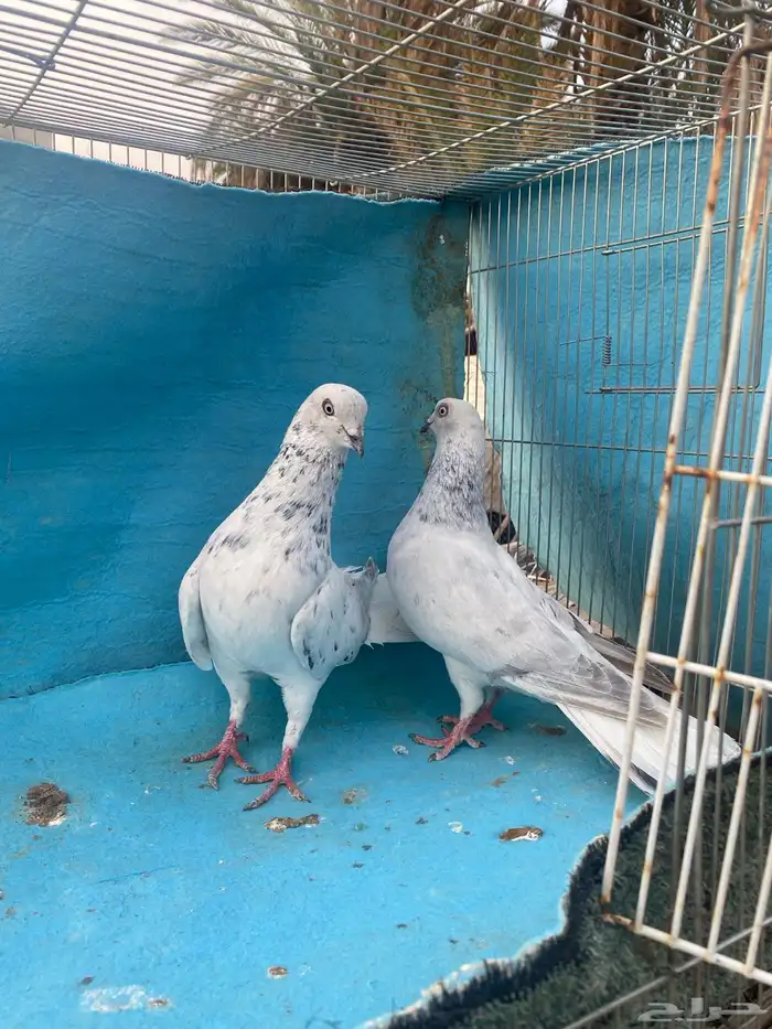حمام شامي 2