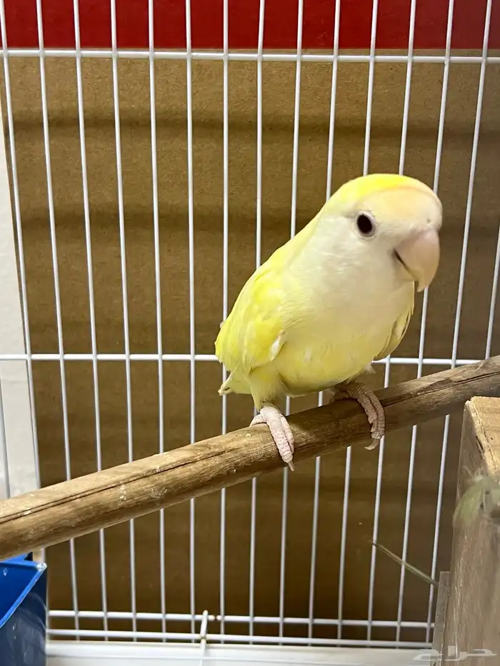 طير روز أنثى للإنتاج قابل تزاوج 0