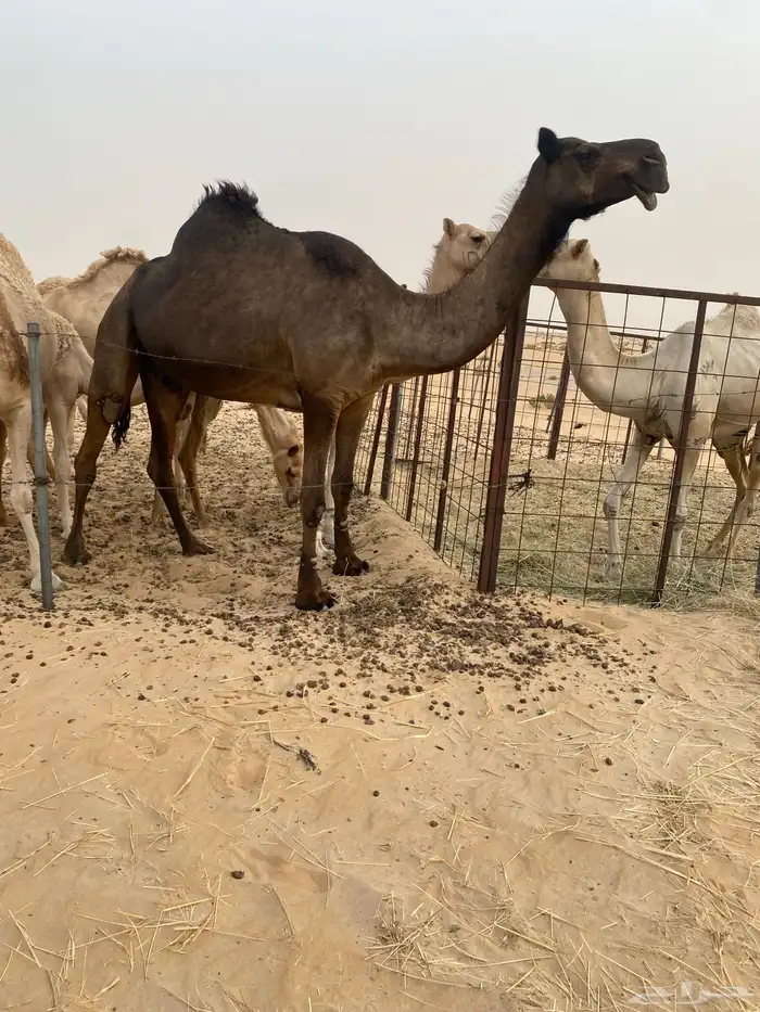 لحقه كفو 0