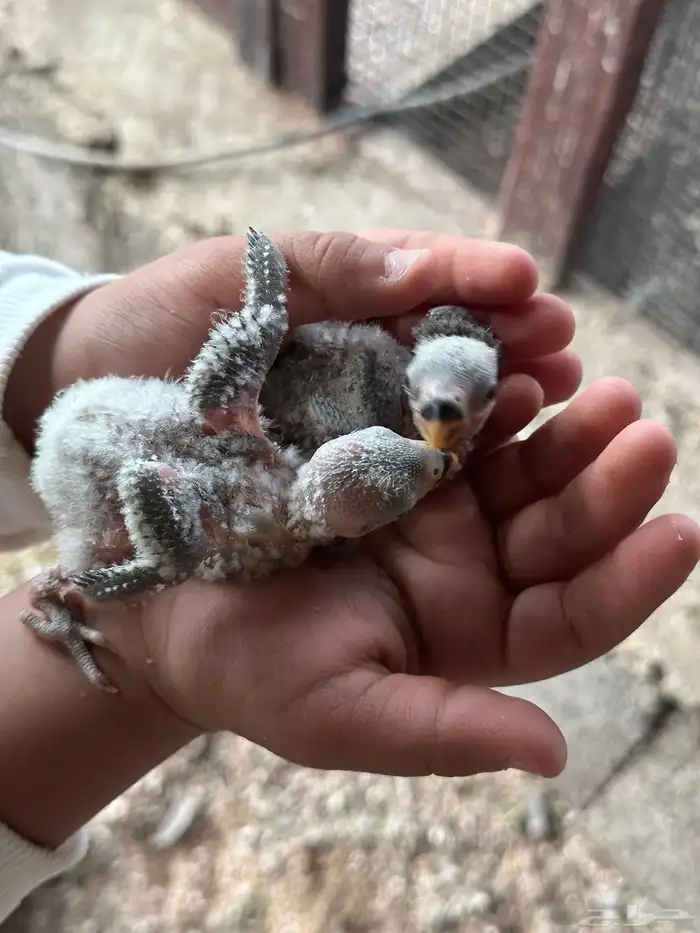 فروخ روز غر للبيع تفريد او جمله 7