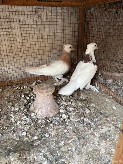 ايراني مطوق بانتاجه 1