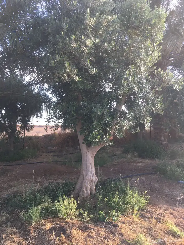 شجر زيتون معمر اعمار مافوق 70 3