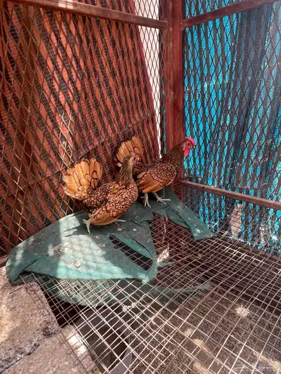 دجاج قزم ودجاج سبراتي نحاسي 2