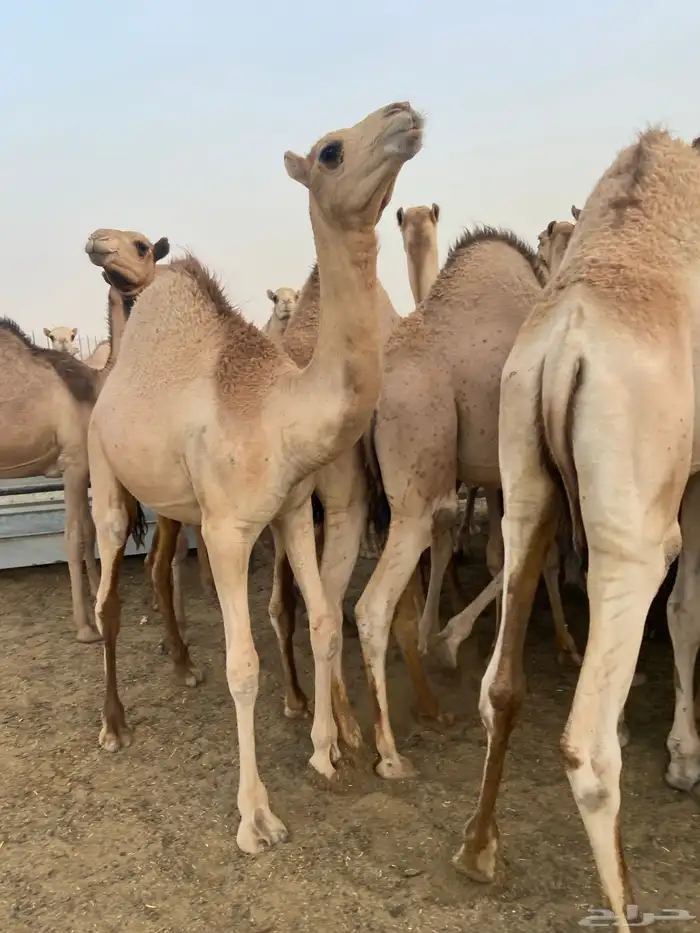 قعدان كفو للبيع تصلح زواجات ومبادي بسعر مناسب 6