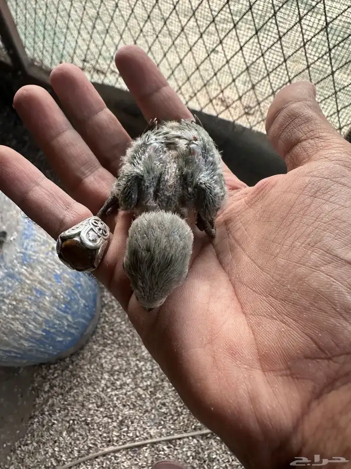 فروخ روز غر للبيع تفريد او جمله 0