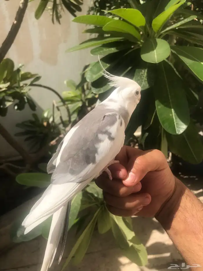 للبيع كروان اليف 1