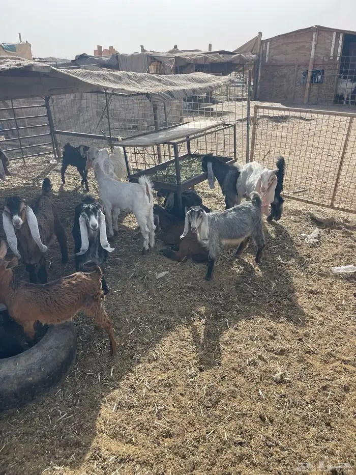 اطلب ذبيحتك الآن باسعار مناسبة 0