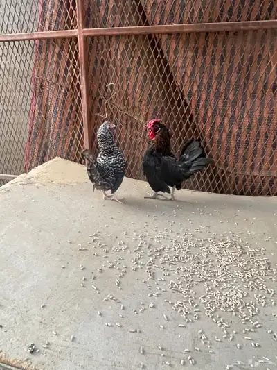 دجاج قزم ودجاج سبراتي نحاسي 7