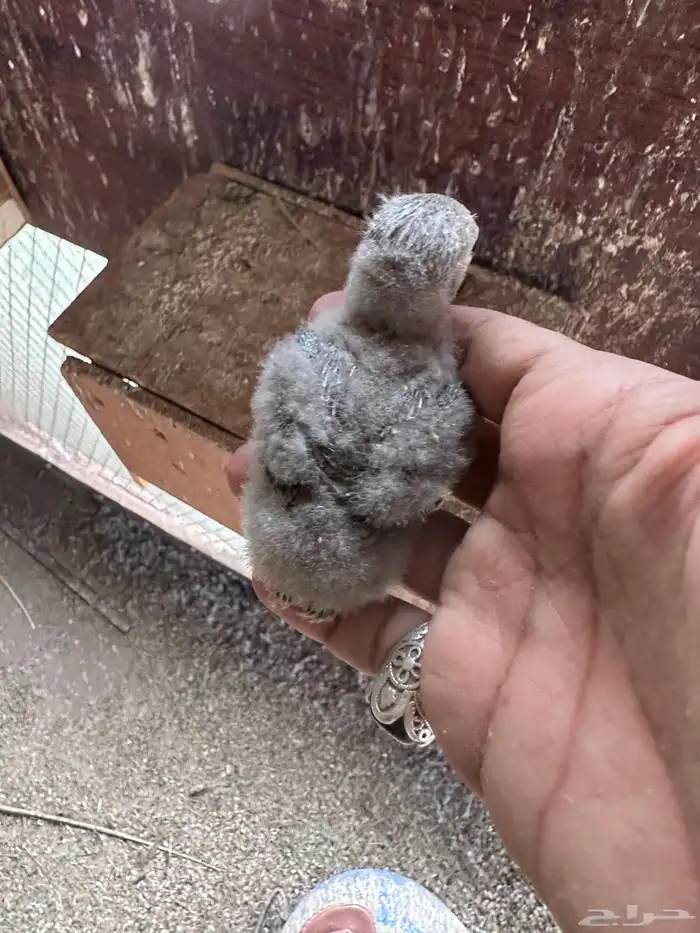 فروخ روز غر للبيع تفريد او جمله 6