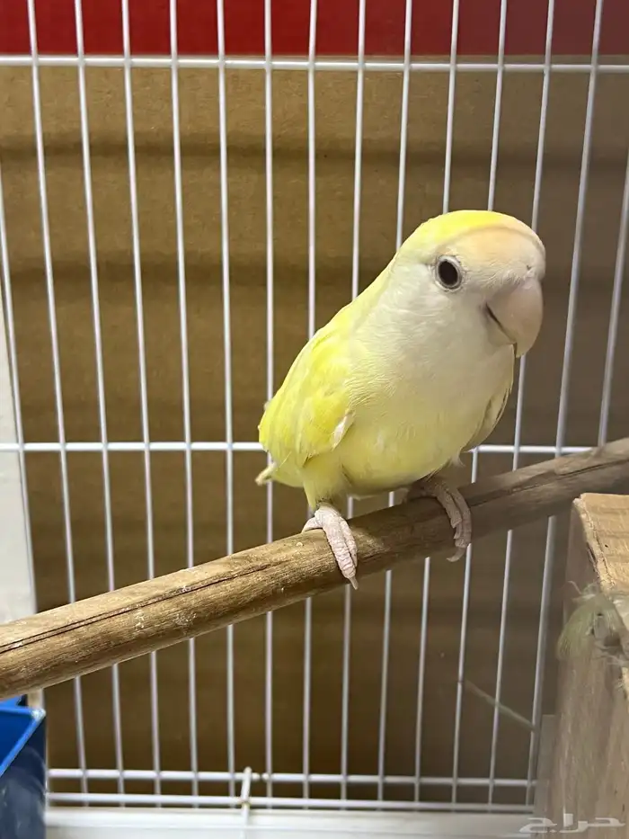 طير روز أنثى للإنتاج قابل تزاوج 1