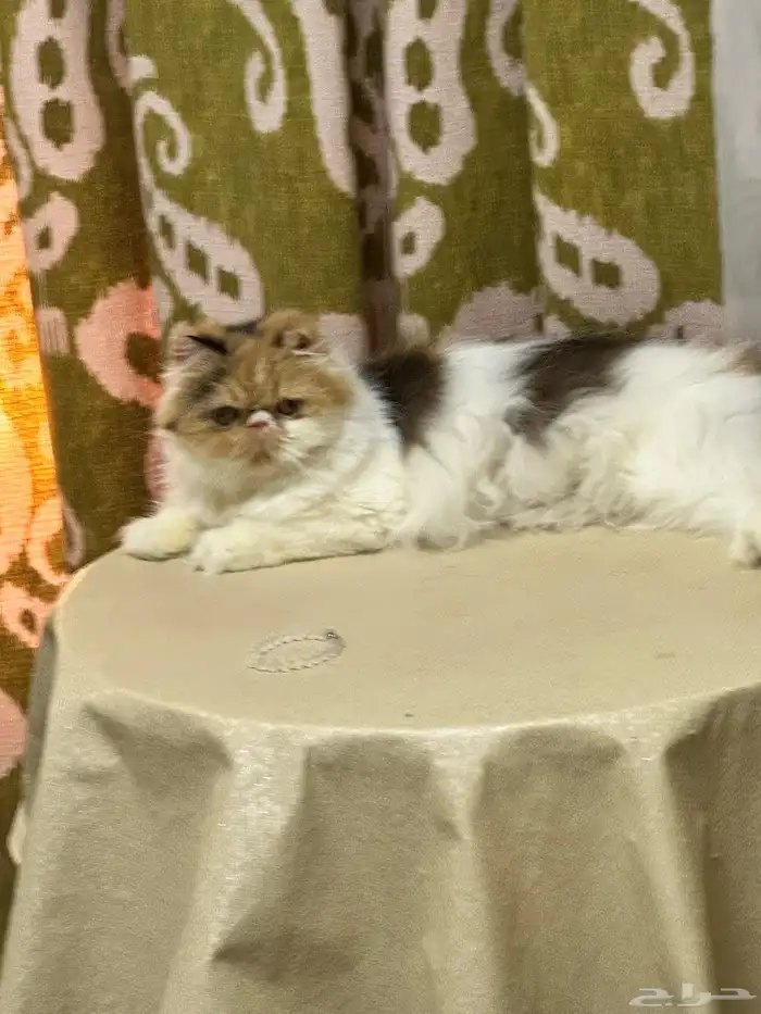 Pekeface cat 2
