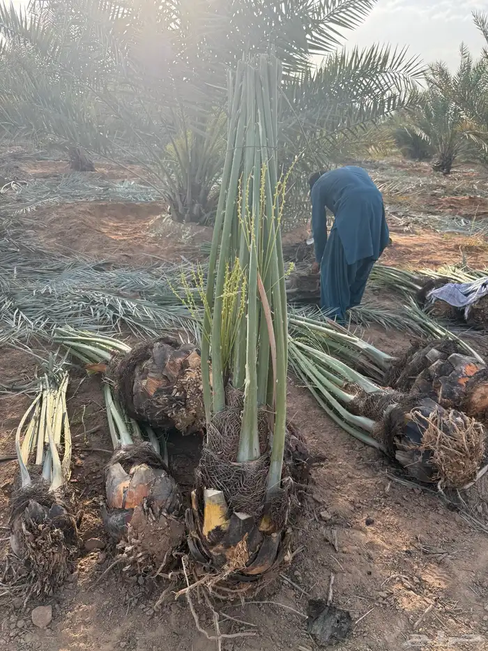 نخل مثمر للبيع مع التوصيل والغرس بالموقع 5