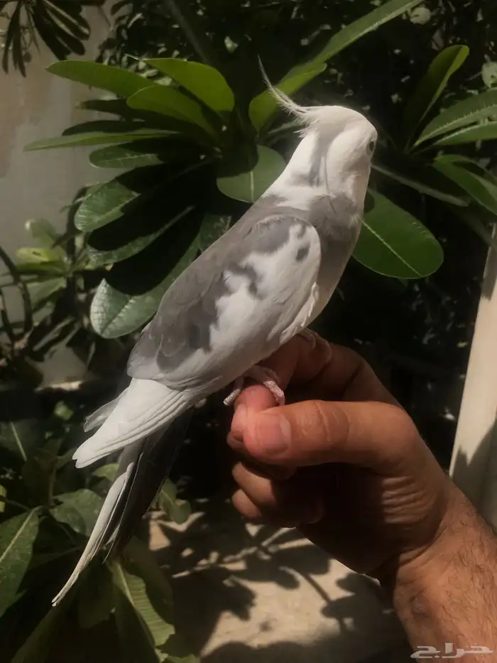 للبيع كروان اليف 6