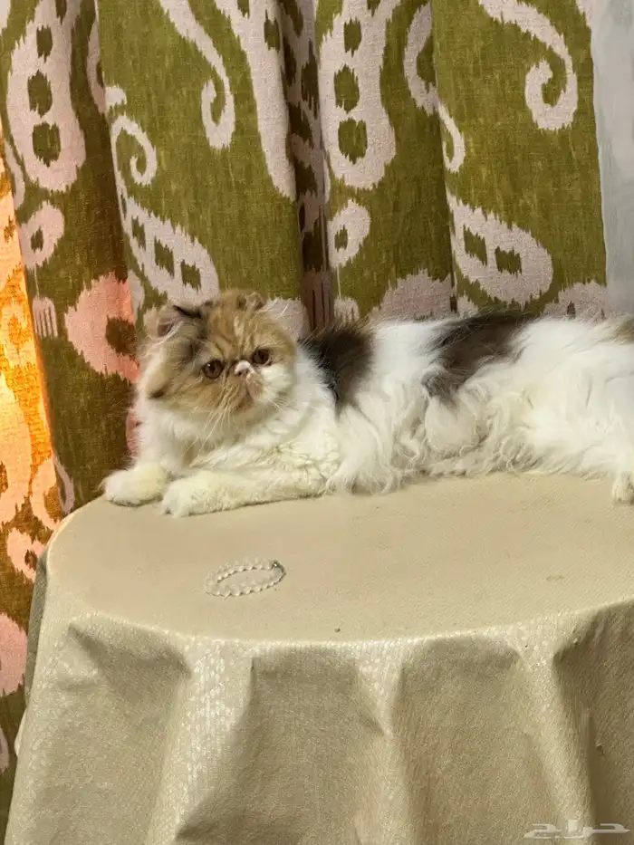Pekeface cat 1