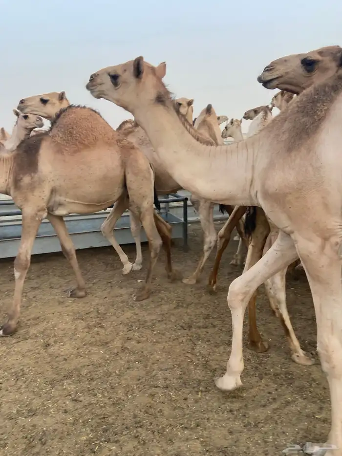 قعدان كفو للبيع تصلح زواجات ومبادي بسعر مناسب 9