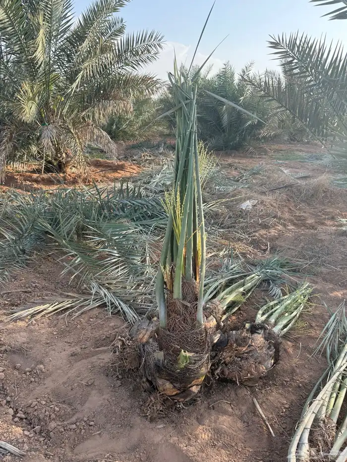 نخل مثمر للبيع مع التوصيل والغرس بالموقع 4