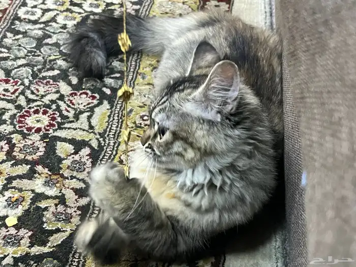 قطة للبيع 3