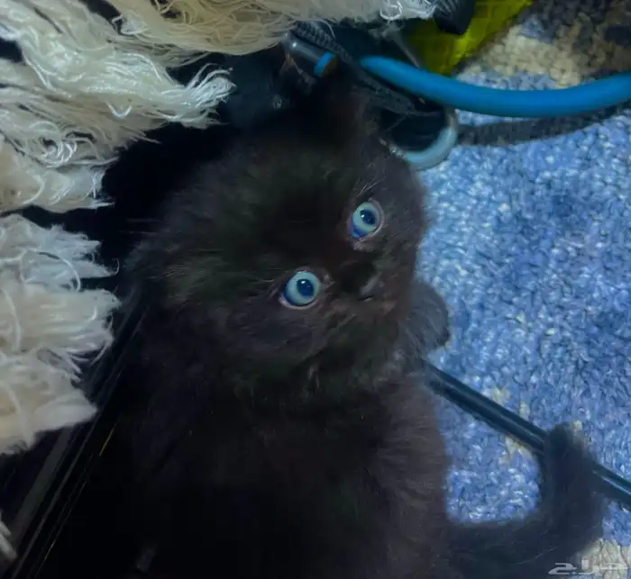 قطة للبيع هجين الأب هملايا و الأم شيرازي 0