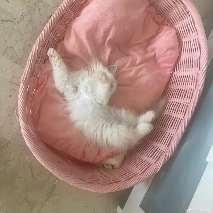 قطط شيرازي البيع 2