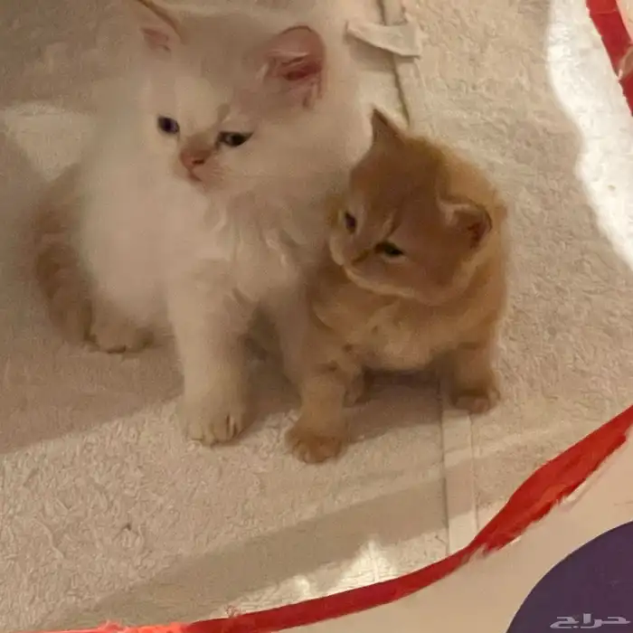 قطط شيرازي البيع 6