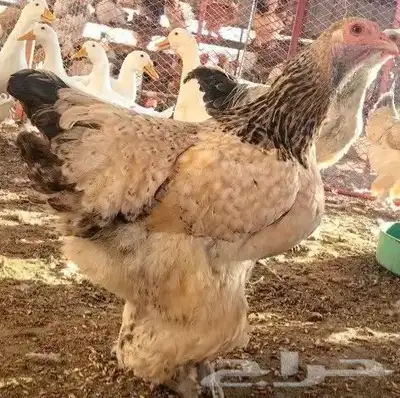 صوص براهما ( تم البيع ) 8