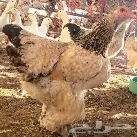 صوص براهما ( تم البيع ) 8