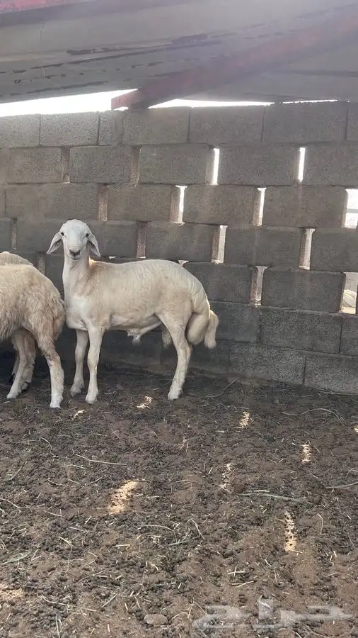 خروف حري ( تم البيع ) 0