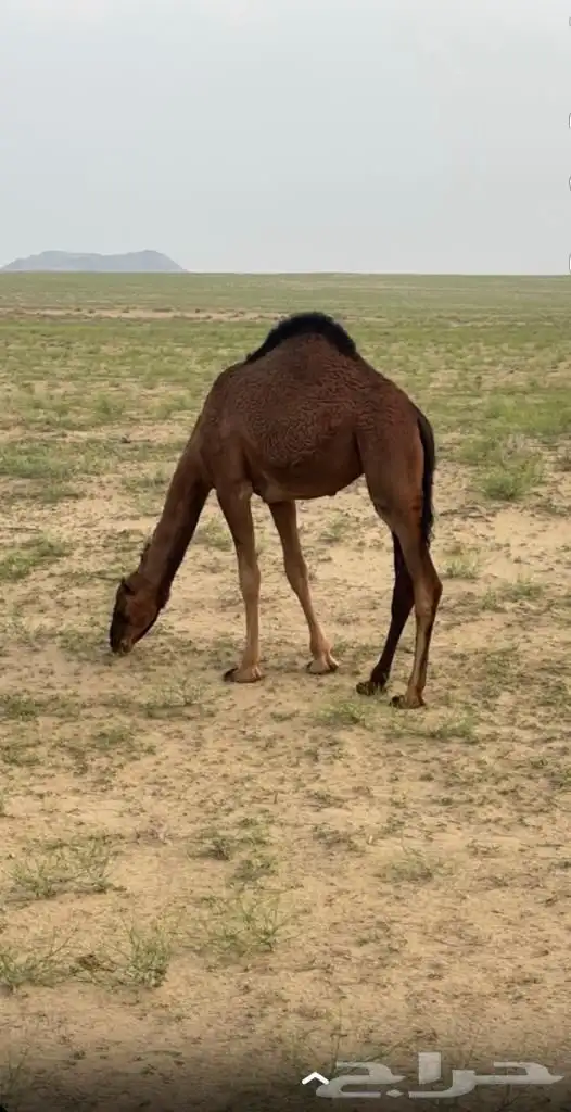 بعير حمر ساحلي ساسه مريري 5