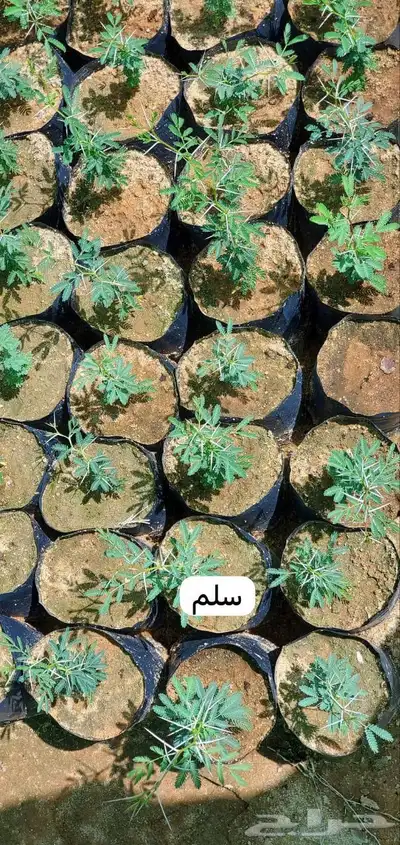 شتلات متنوعة 2