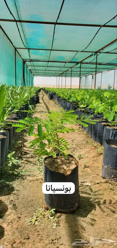 شتلات متنوعة 4