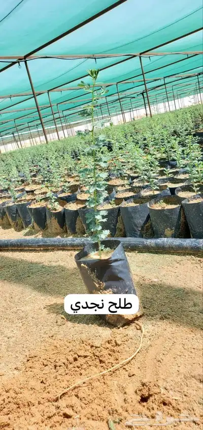 شتلات متنوعة 5