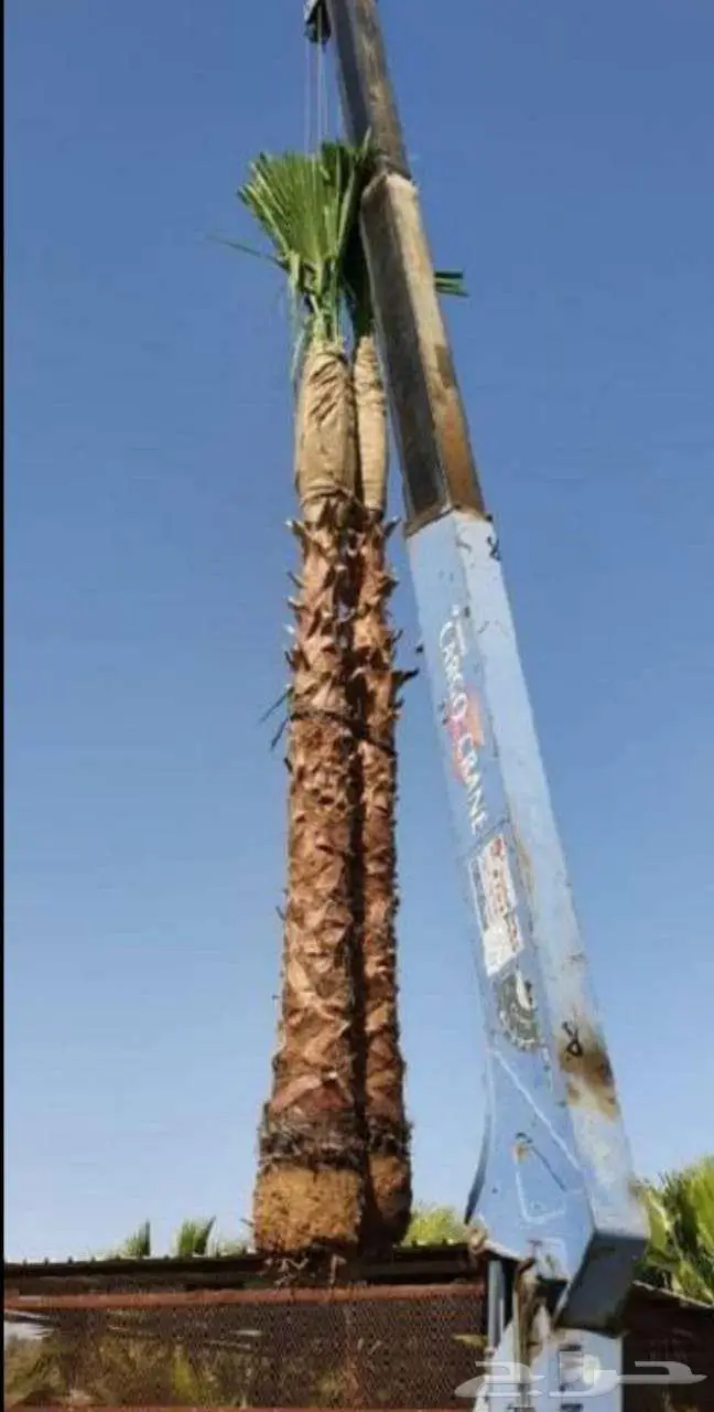 نخل واشنطني واشنطونيا امريكي 2