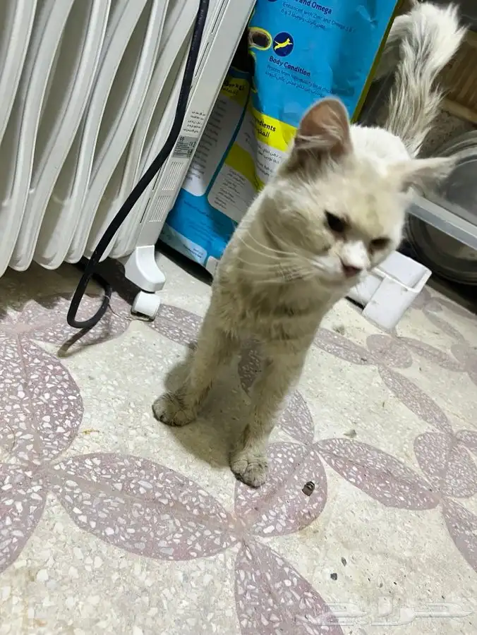 قط ابيض بيتوتي واليف ومعقم وملقح للتبني 3