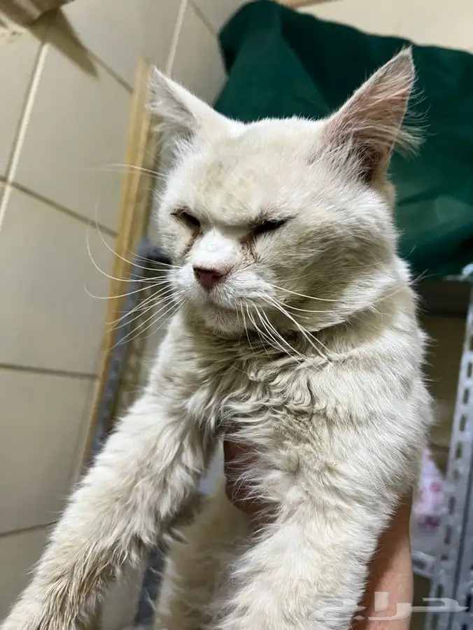 قط ابيض بيتوتي واليف ومعقم وملقح للتبني 4