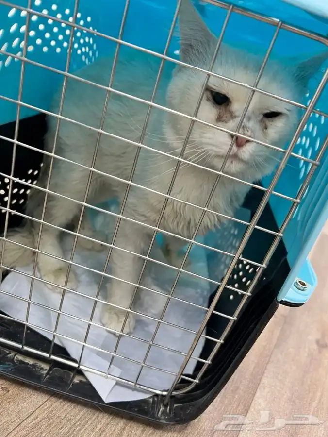 قط ابيض بيتوتي واليف ومعقم وملقح للتبني 1