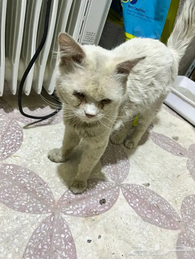 قط ابيض بيتوتي واليف ومعقم وملقح للتبني 2